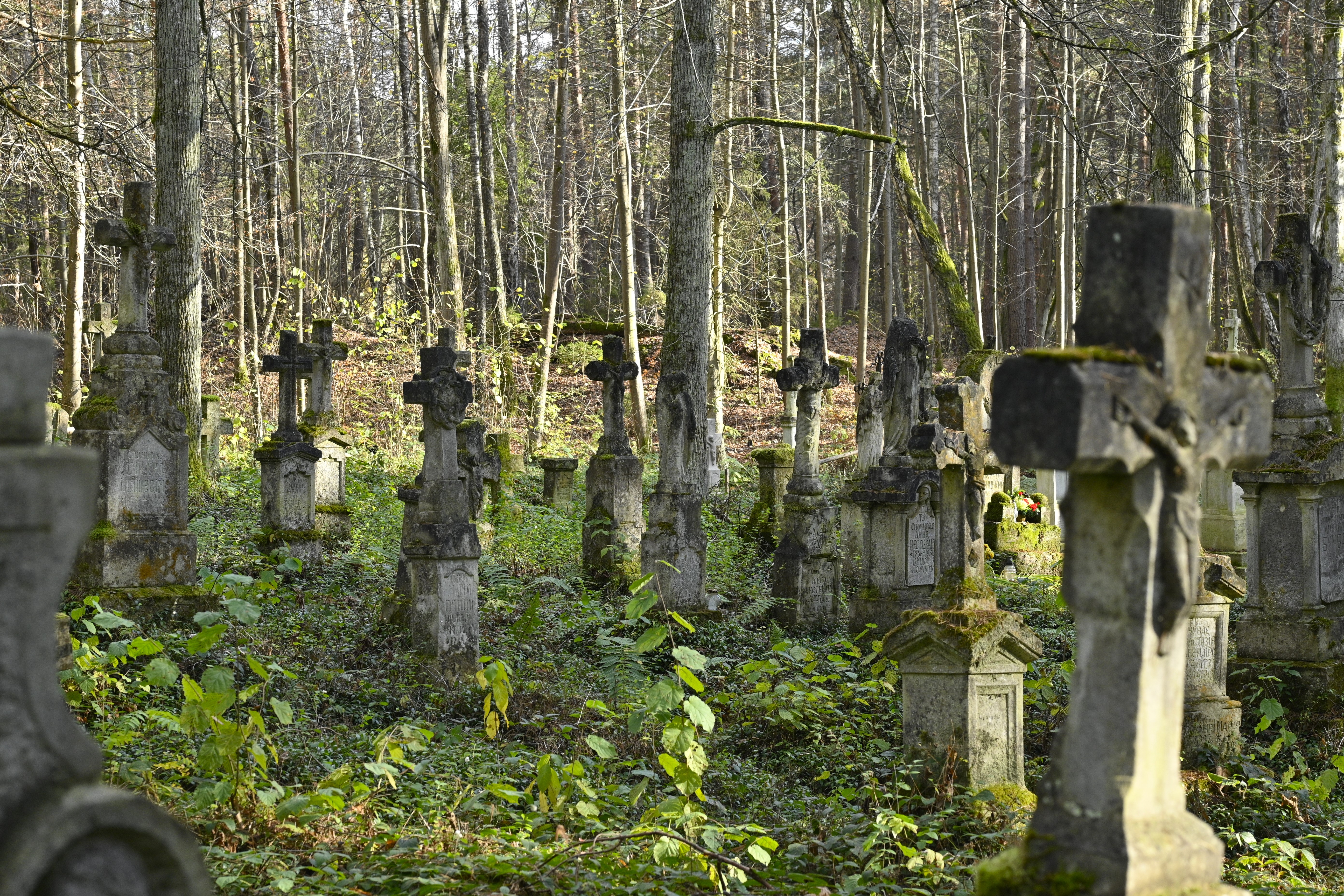 Blizny historii. Ślady II wojny światowej i nie tylko w naszej okolicy | Kamienne, porośnięte mchem krzyże nagrobne stojące między drzewami w lesie..JPG