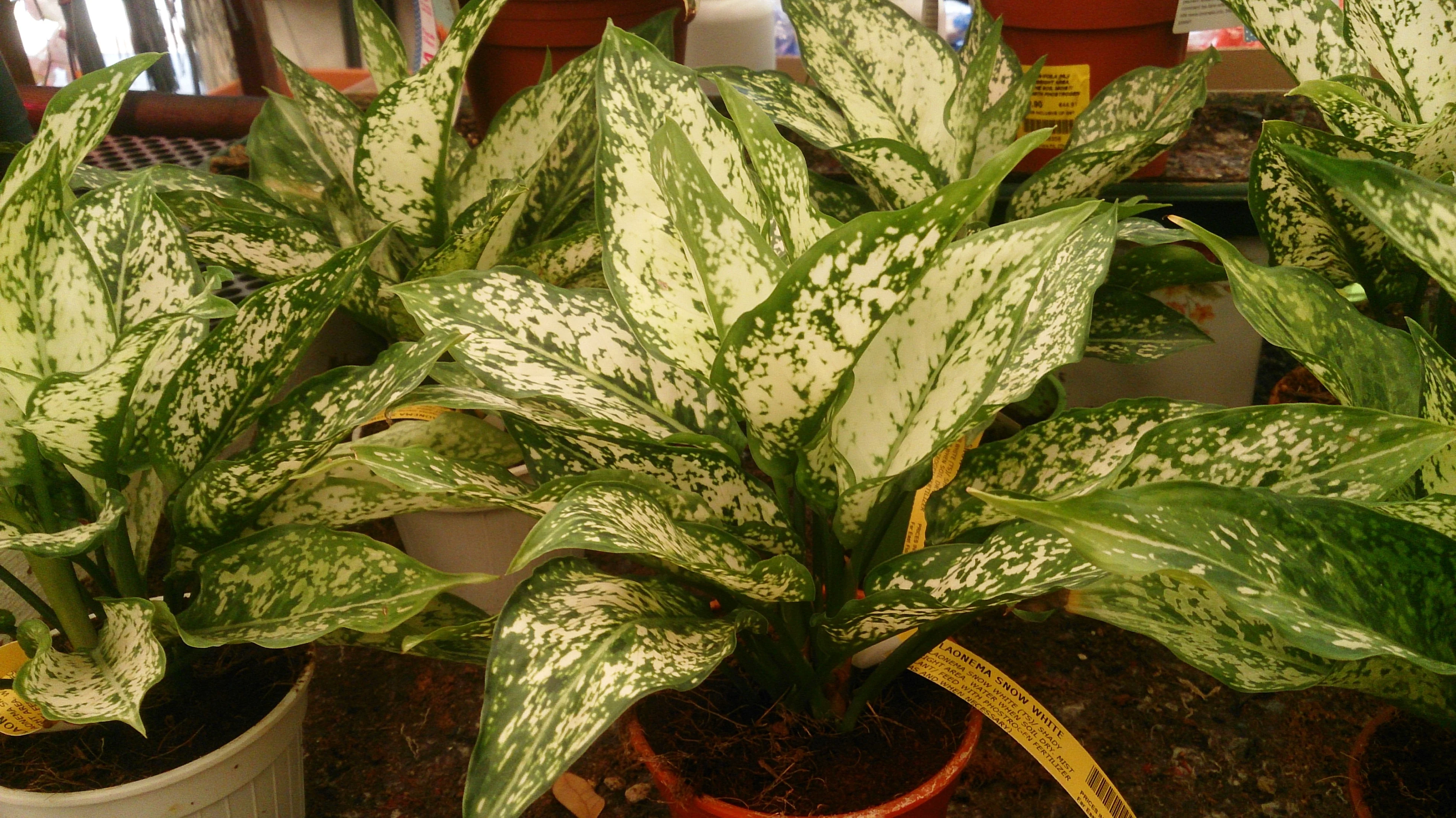 chinese-evergreen-1656441162160.webp