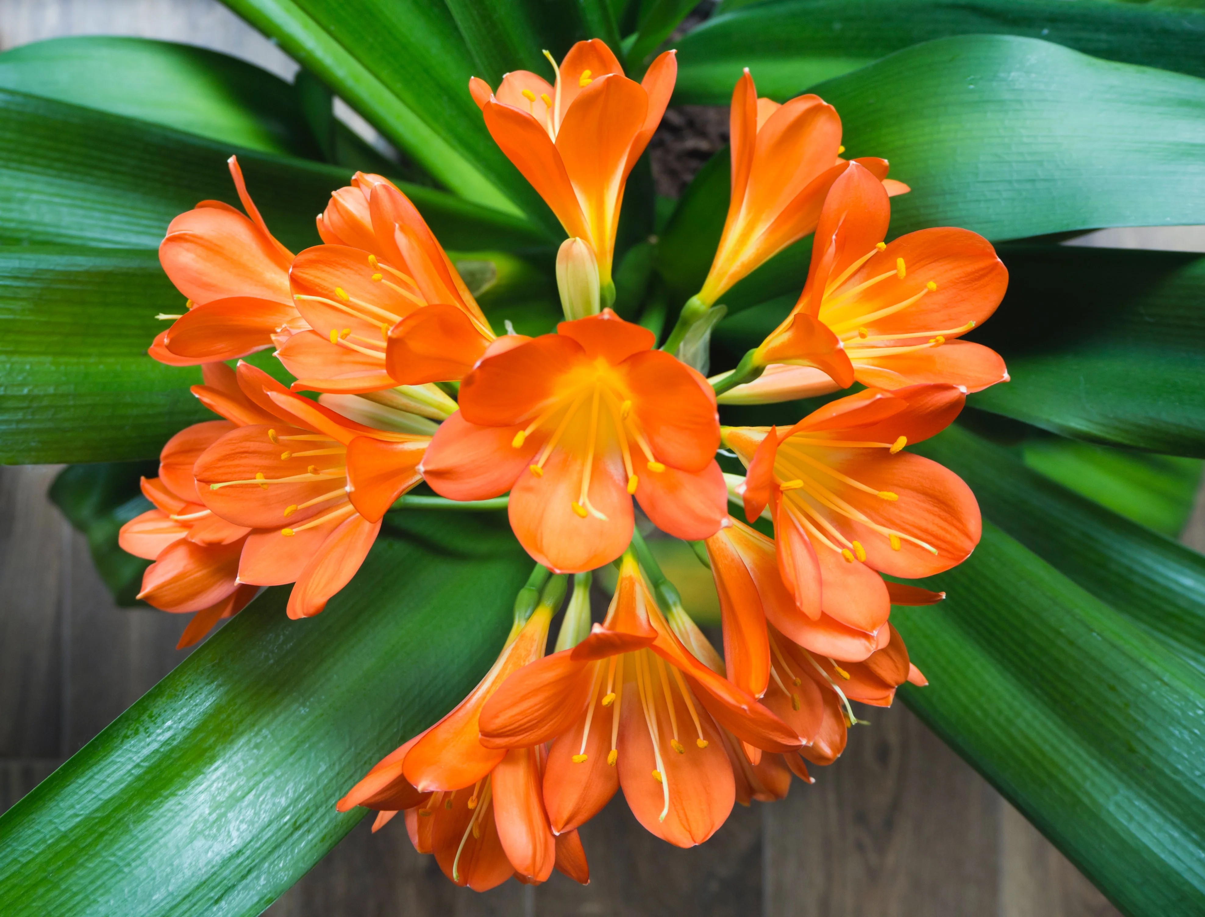 clivia.webp