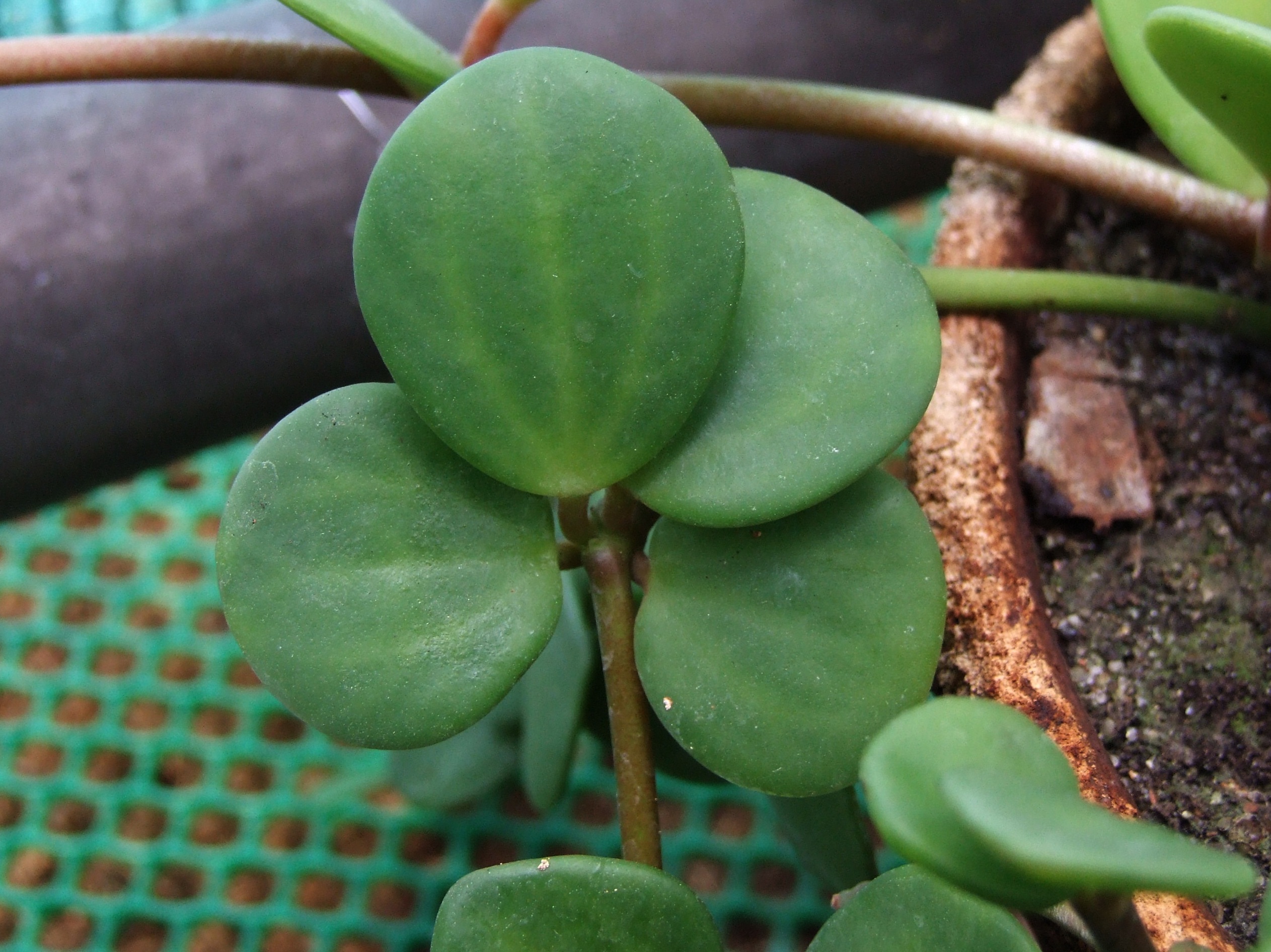 Flora | Peperomia Hope Propagation: Easy Steps for New Plant Parents