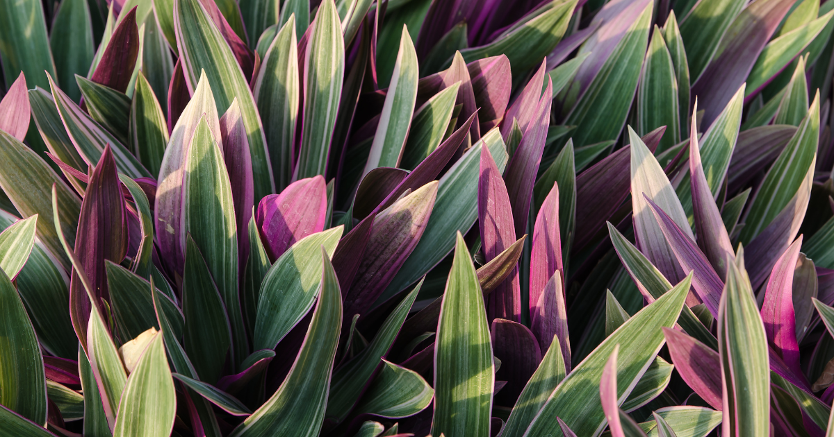 Oyster Plant.png