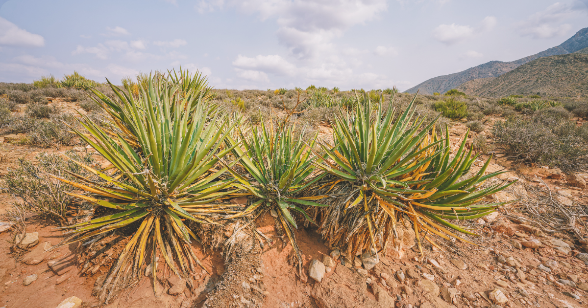 banana yucca.png