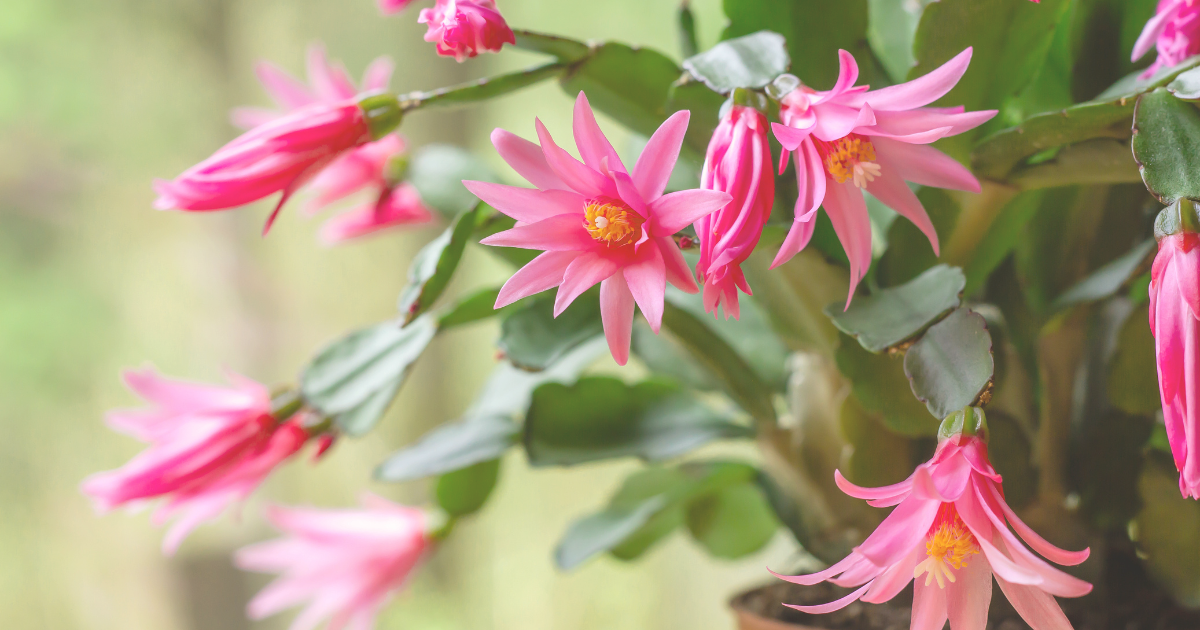 Easter Cactus.png