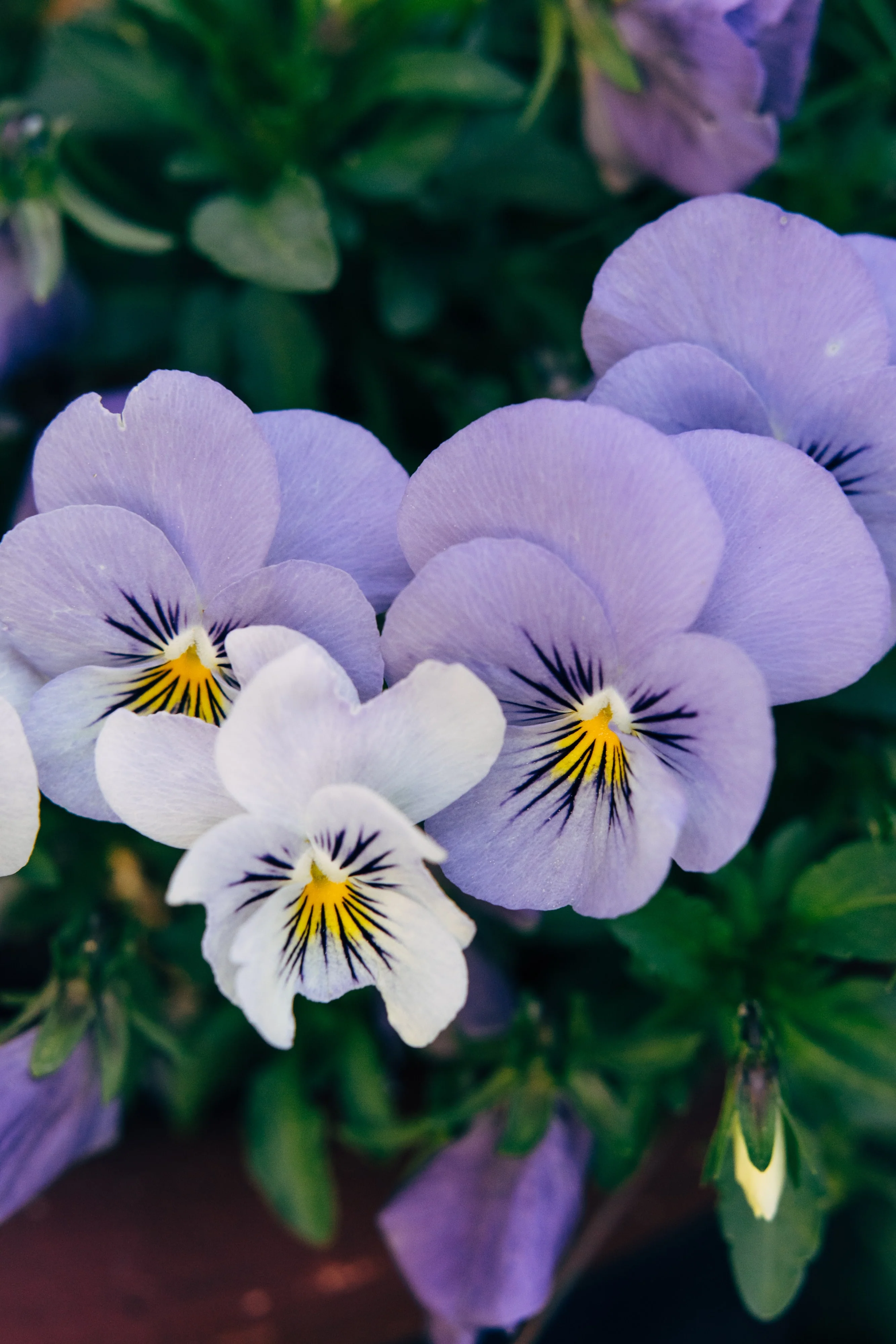 pansy.webp