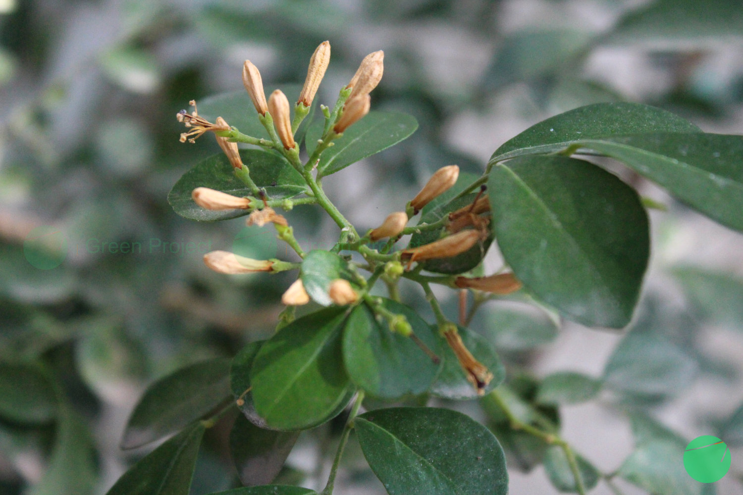 pulasari - Alyxia reinwardtii - 2.jpg