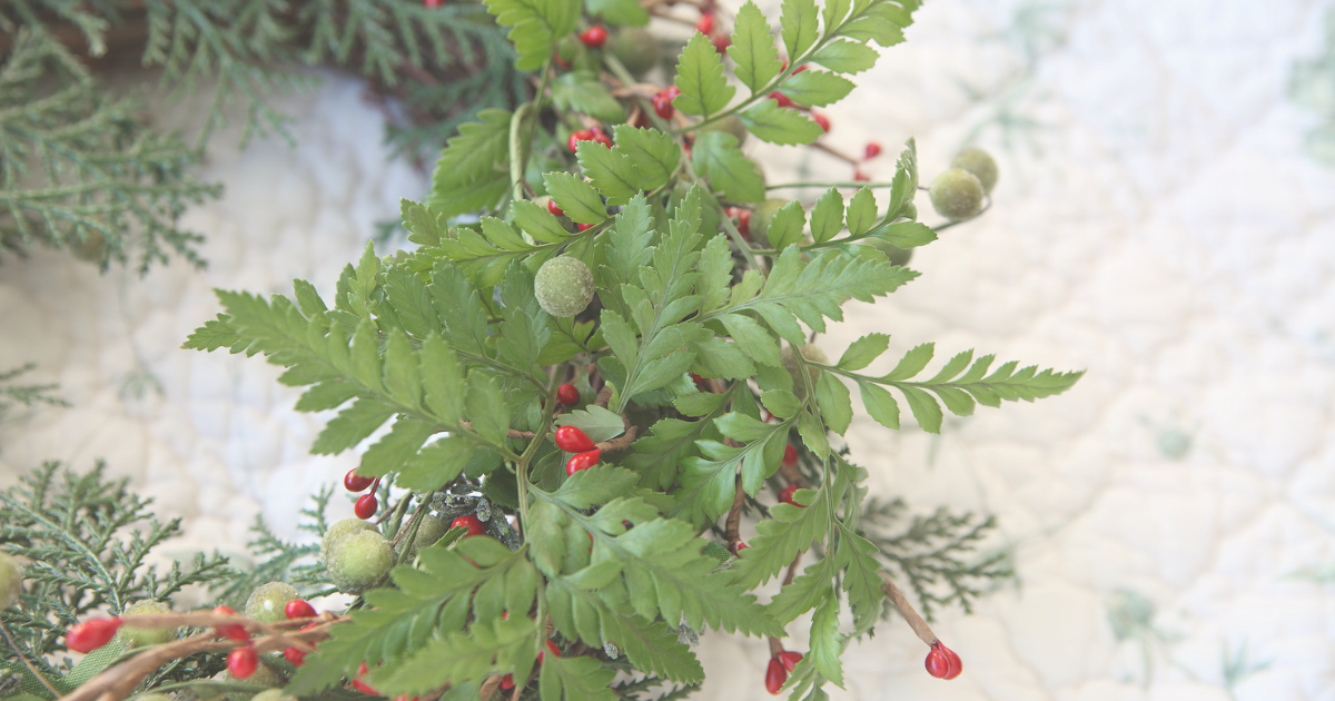 Christmas Fern.png