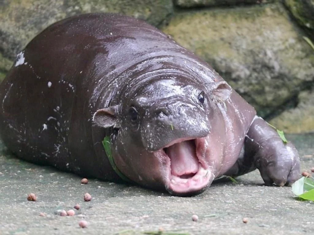 Moo Deng: Meet the Adorable Baby Pygmy Hippo of Chonburi