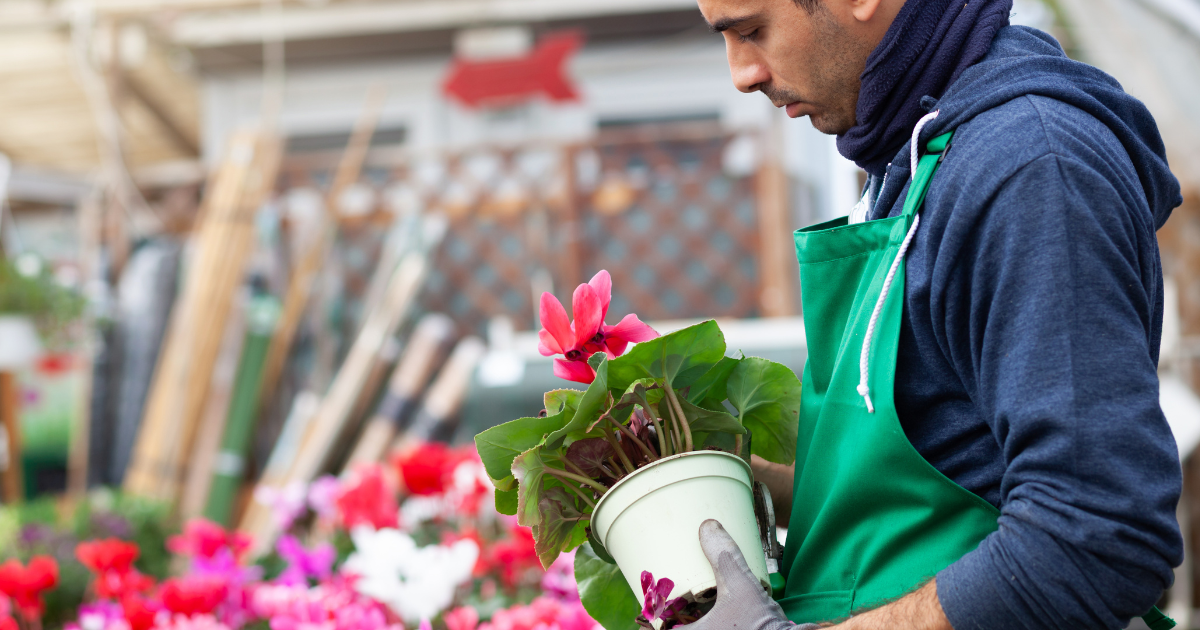 Cyclamen watering soil.png