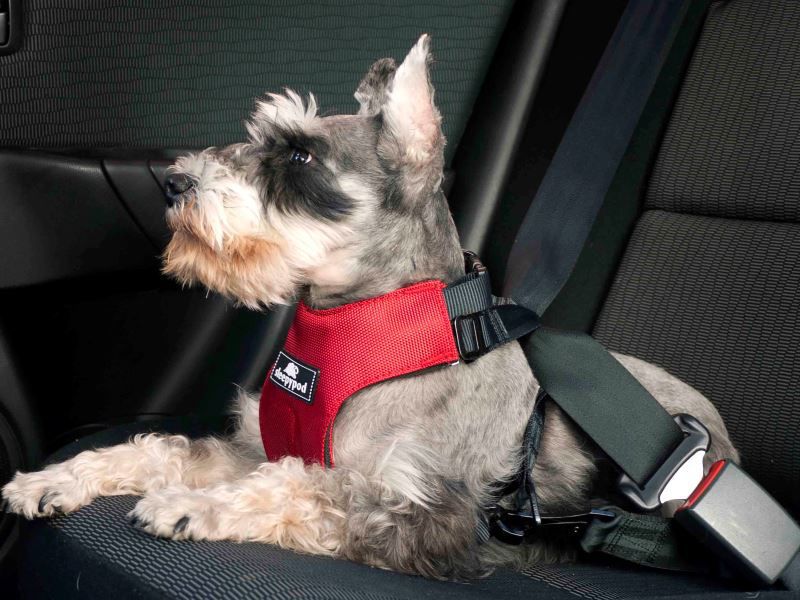 Best Dog Car Harness Sleepypod Clickit Review Autobytel