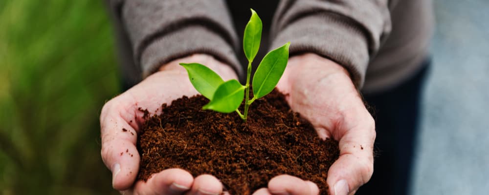 Hands cradling seedling in soil representing environmental stewardship