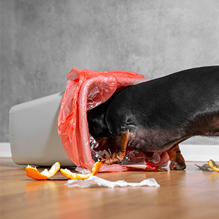 Essensreste-Hund-Coverbild.jpg