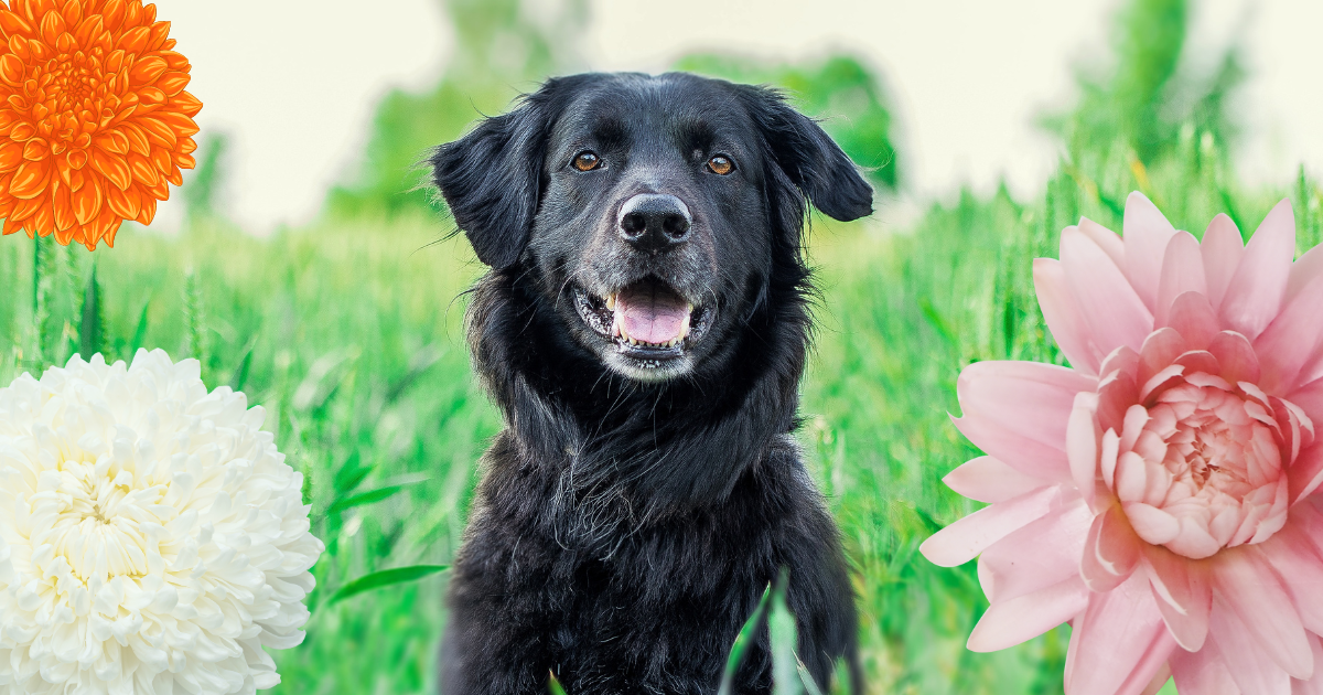 Are Chrysanthemums Toxic To Dogs.png