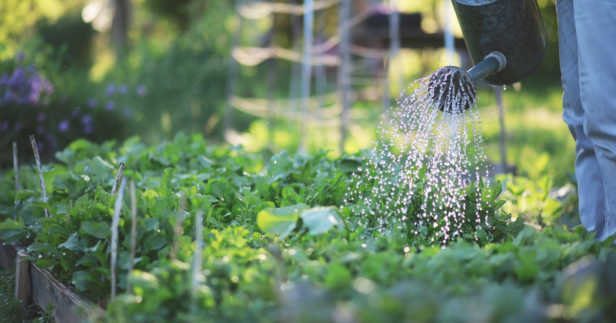 Water Vegetable Garden.png