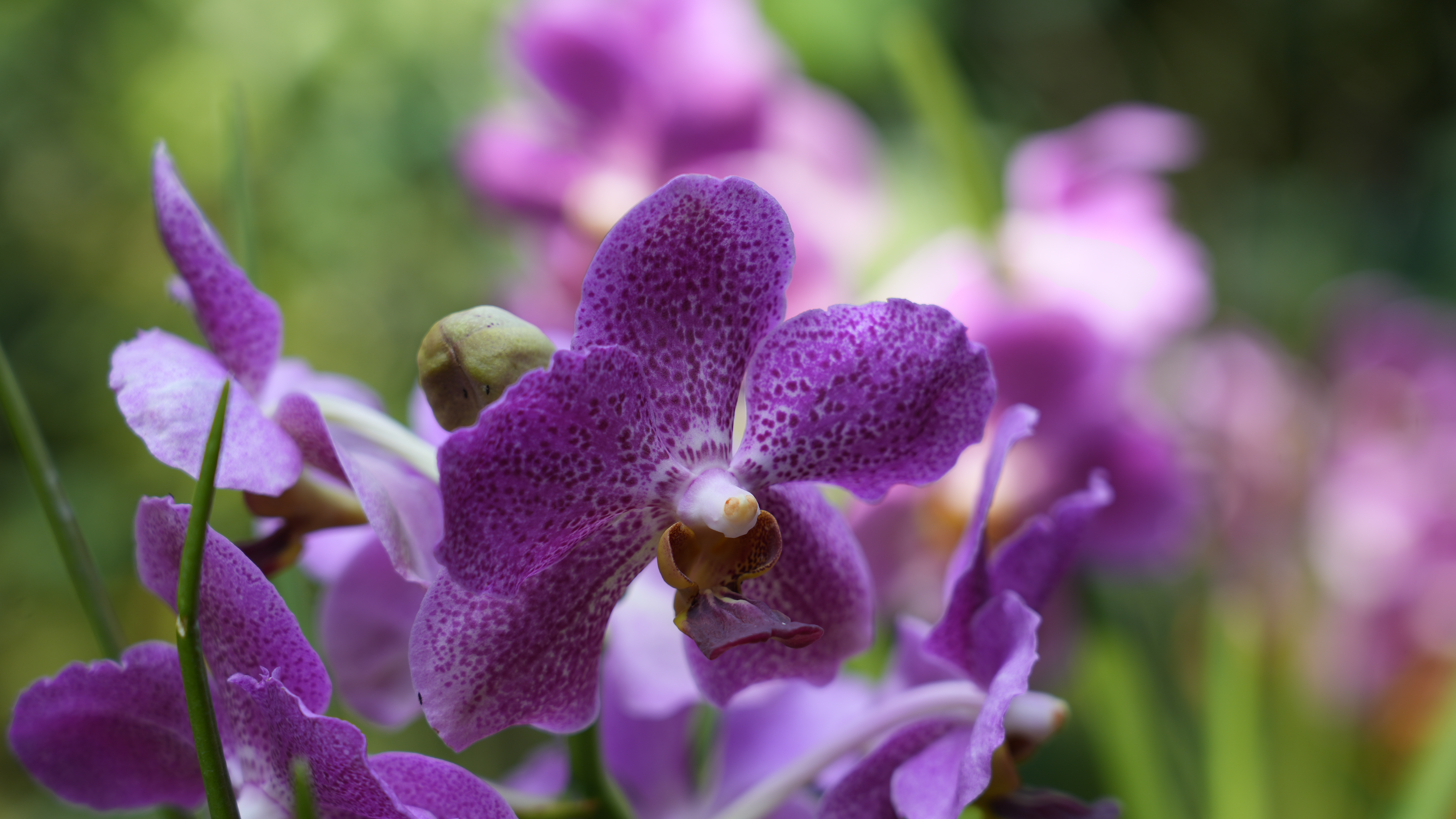 Purple and white flowers with a green background