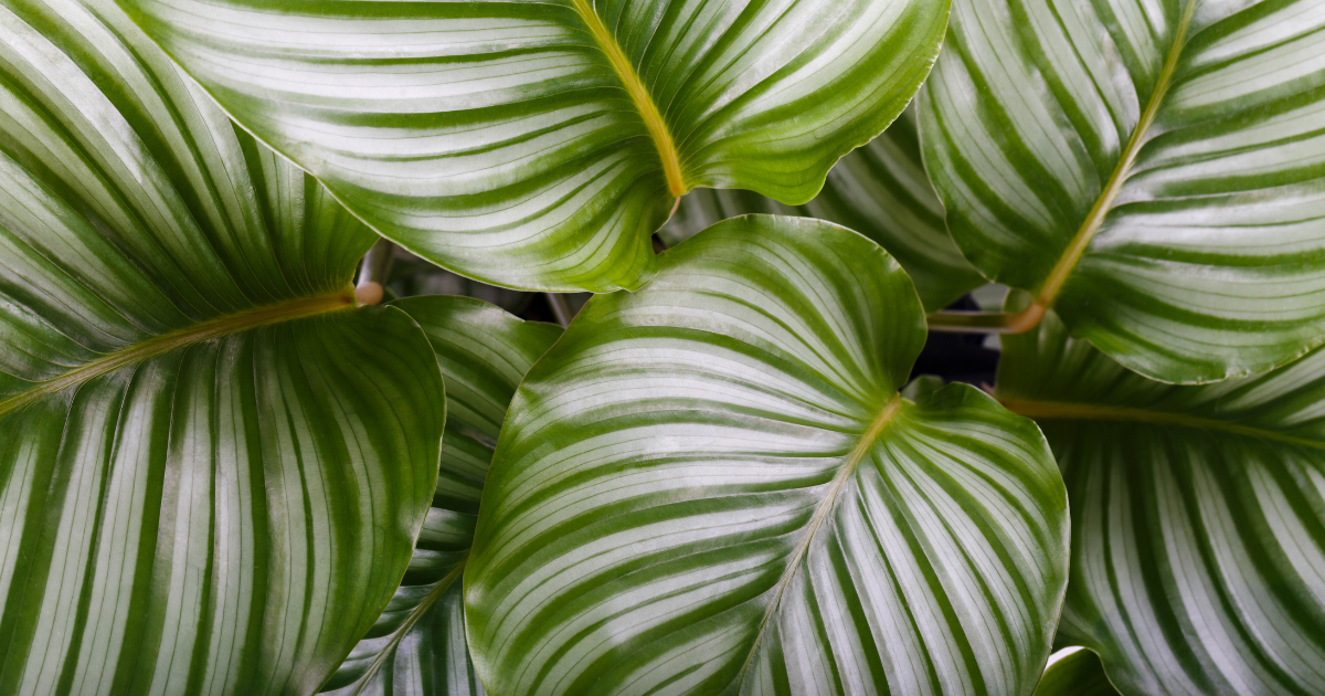 Calatheas.png