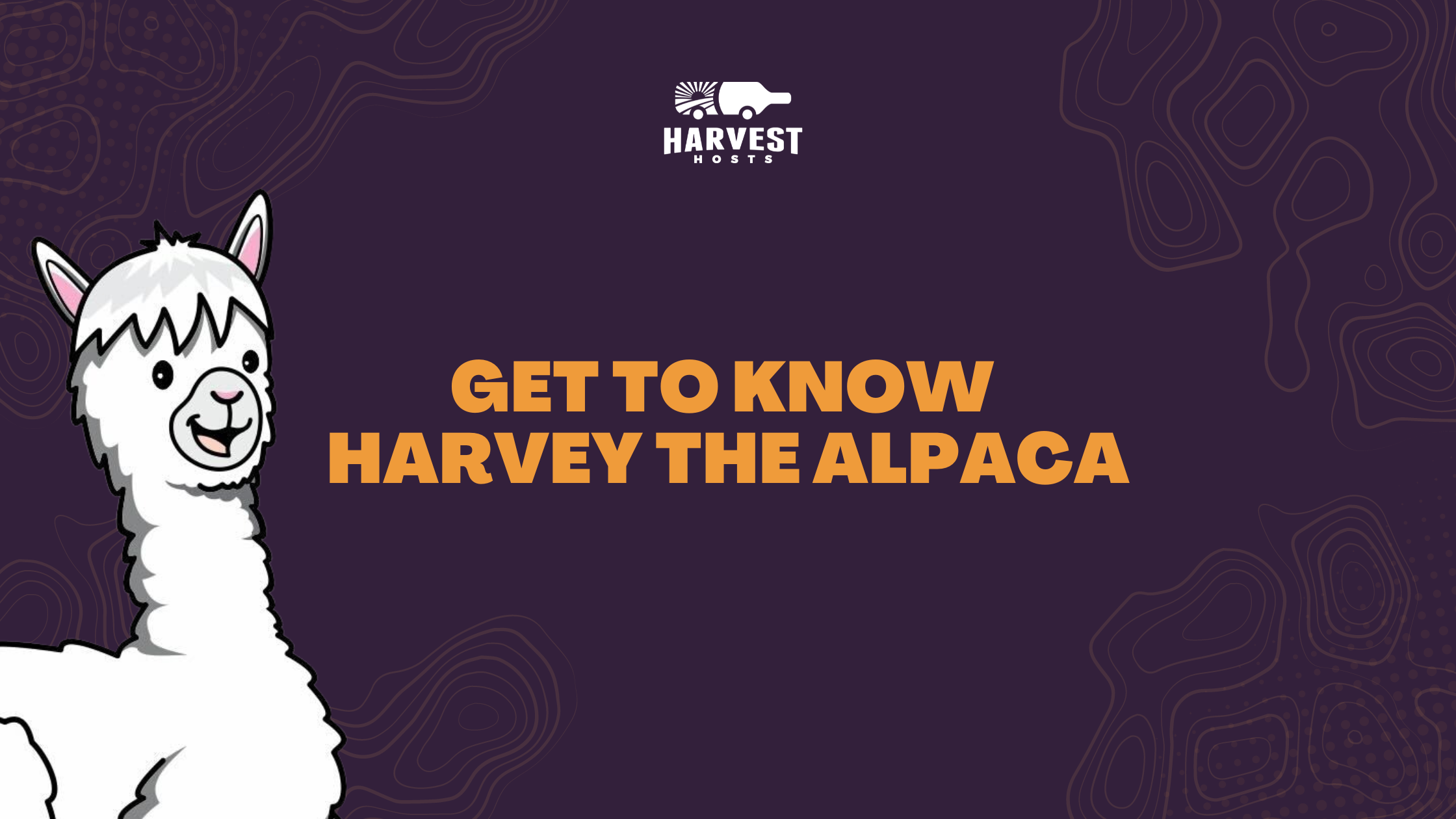 Get To Know HaRVey the Alpaca
