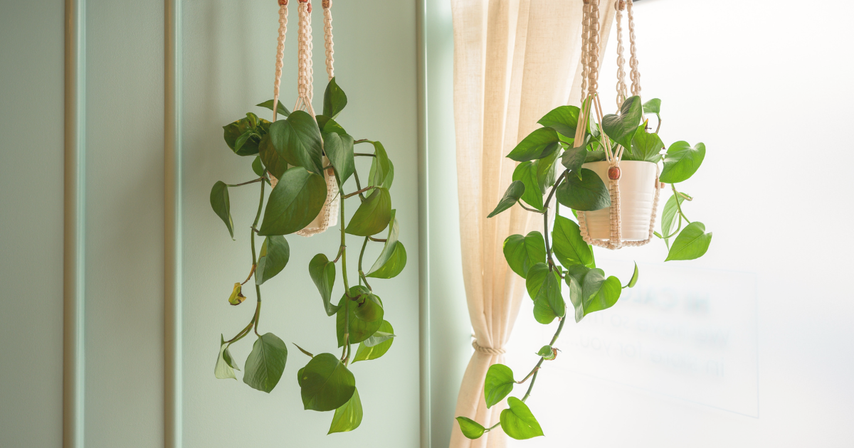 Hanging Vine Plants.png