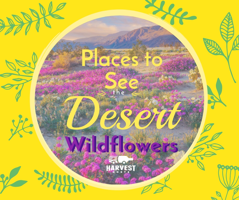 6 Places to See the Desert Wildflowers