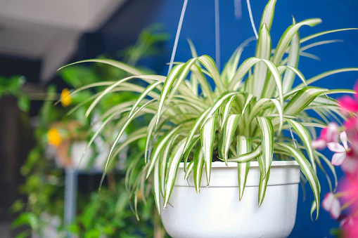 spider plant for work.webp