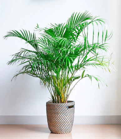 parlor palm for work.webp