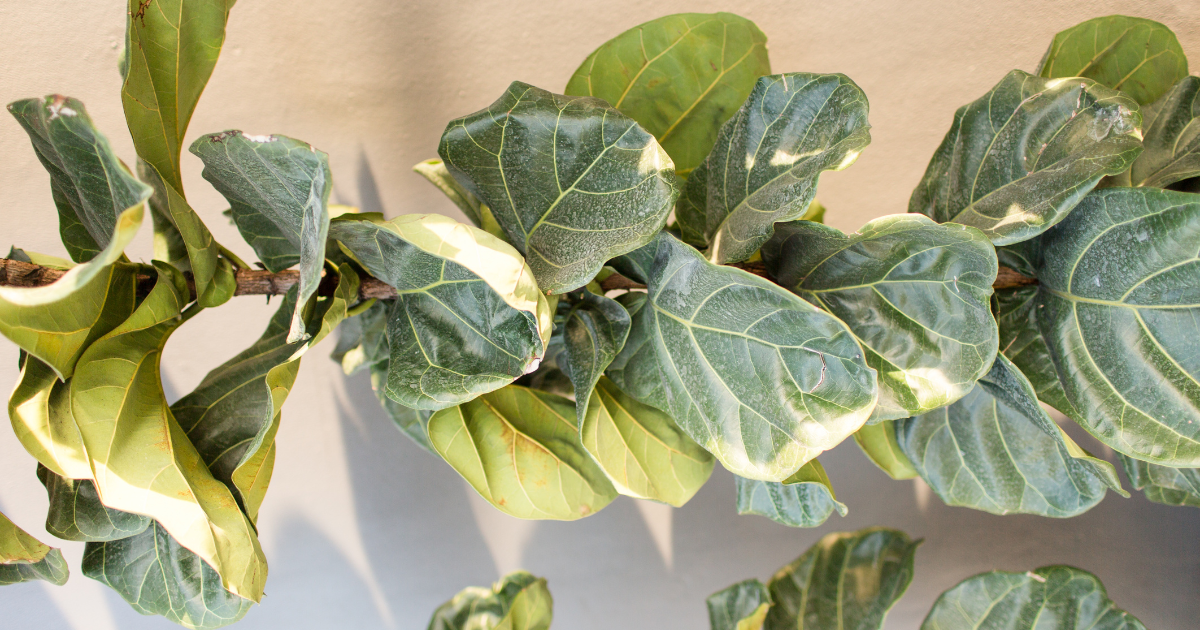 fiddle leaf fig Yellowing Leaves.png