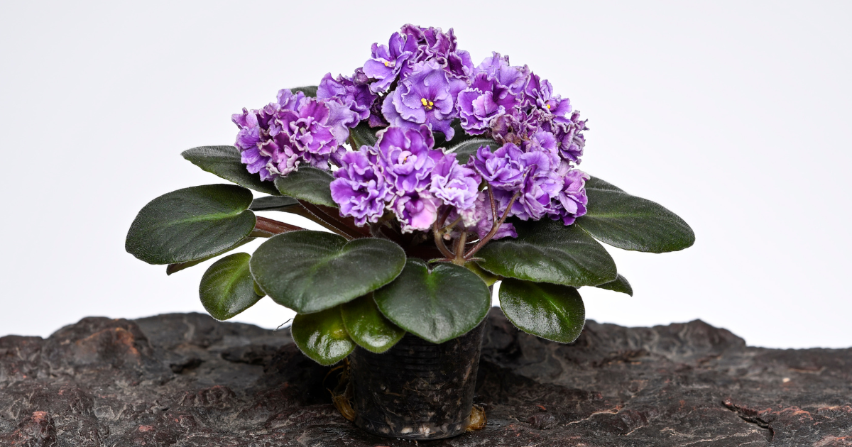 african violets soil.png