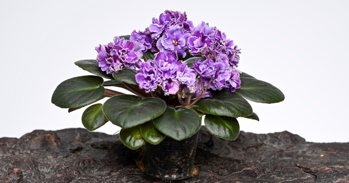 size matters choosing the right african violet plant for your landscape