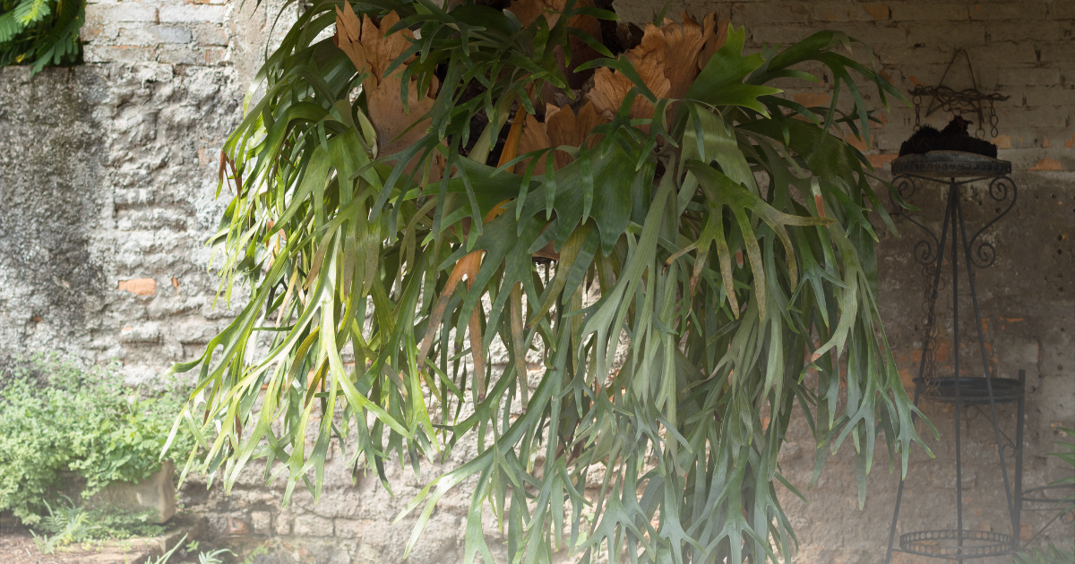 Staghorn Fern.png