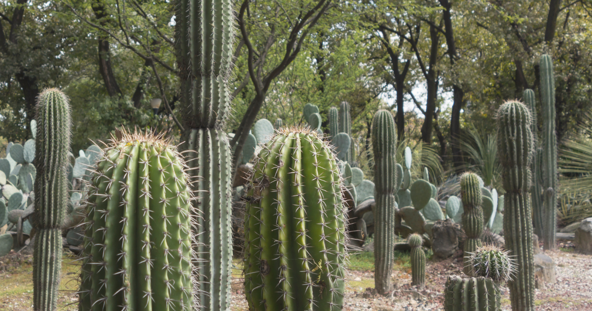 Columnar Cacti.png