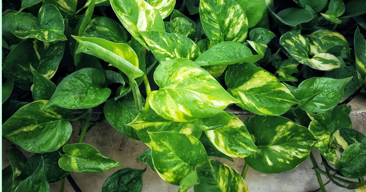 Golden Pothos.png