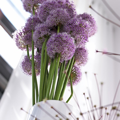 Les grandes fleurs de l’Allium Giganteum - Ⓒ Photos: La joie des fleurs