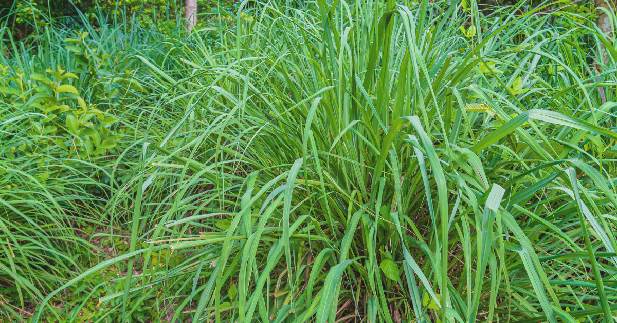 Citronella Grass.png