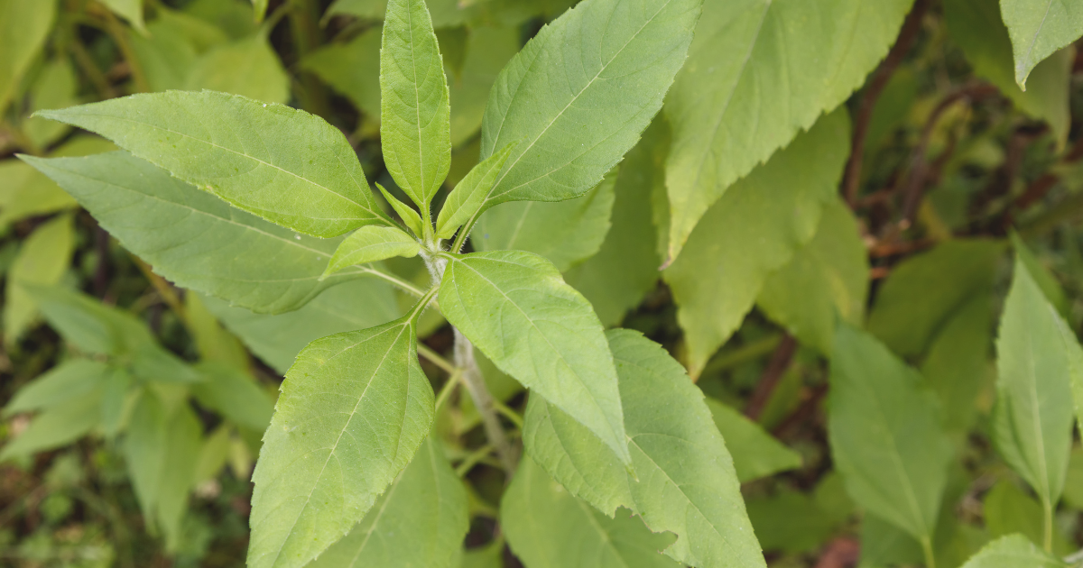 Jerusalem Artichoke.png