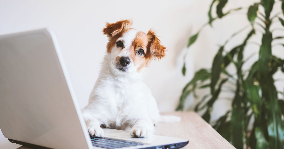 dog with plants.png