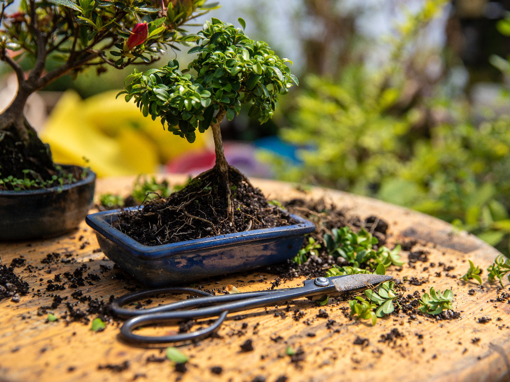Bonsai Masterclass