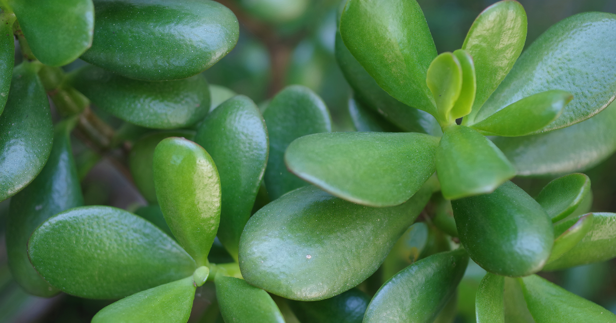Jade Plant.png