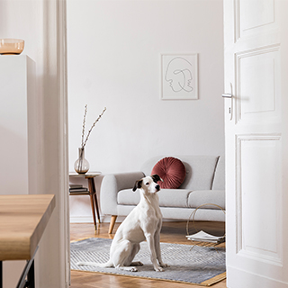 Saubere-Wohnung-Hund-Coverbild.jpg