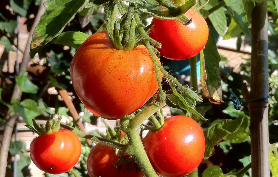 vine-tomatoes-477467_1280.jpg