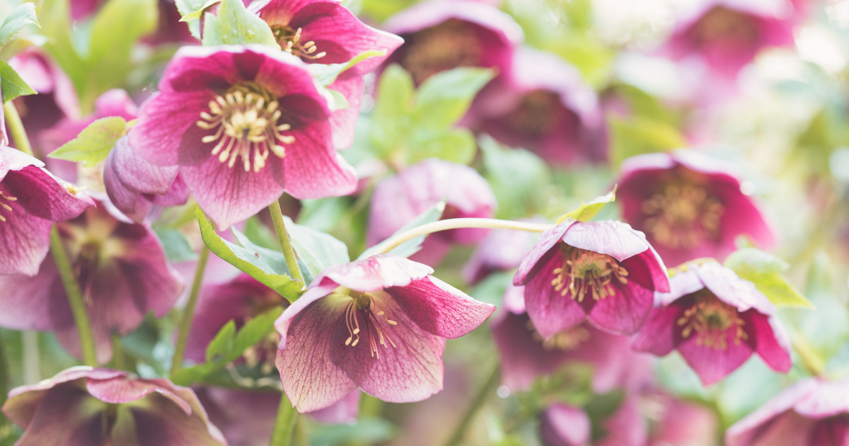 Hellebores.png