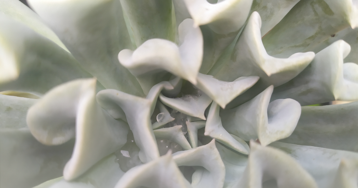 Echeveria -Topsy Turvy-.png