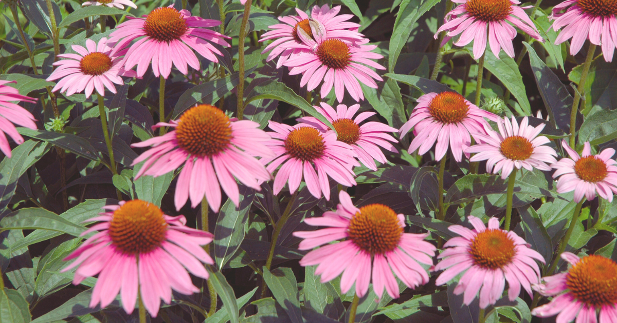 Coneflower.png