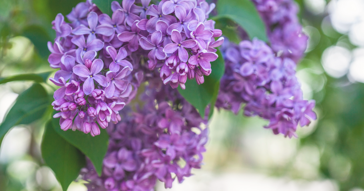 Lilacs.png