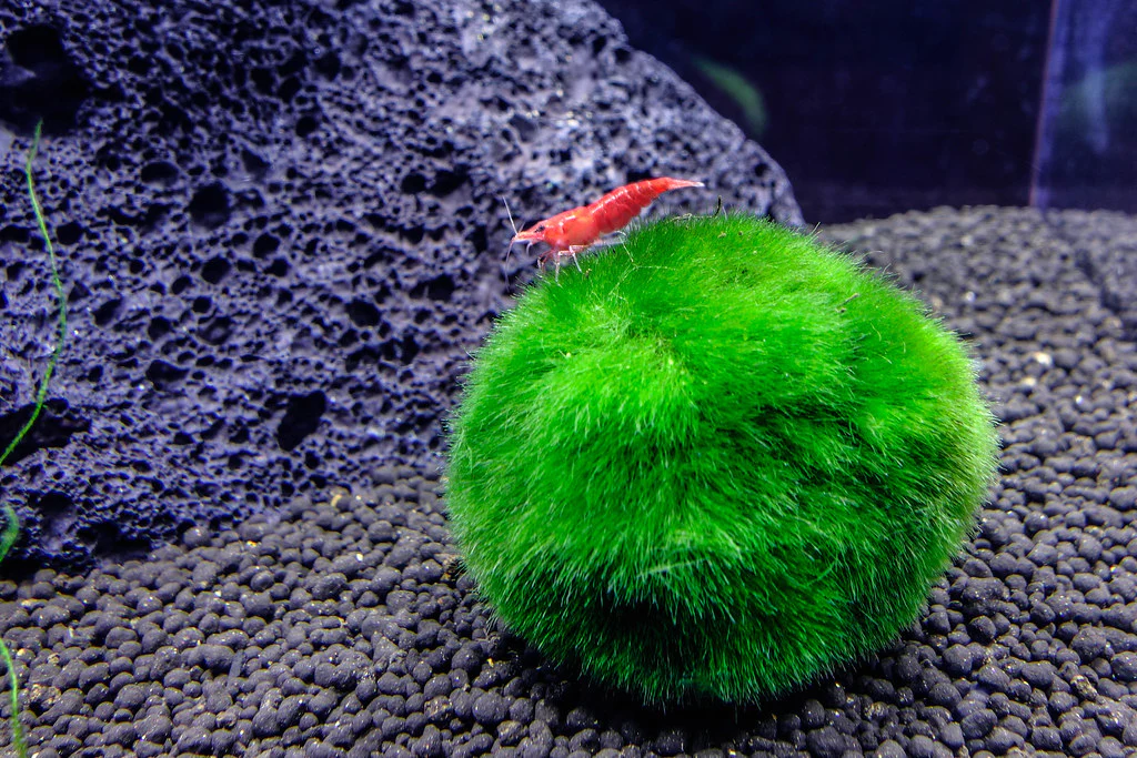 marimo-moss-ball-1656443684035.webp