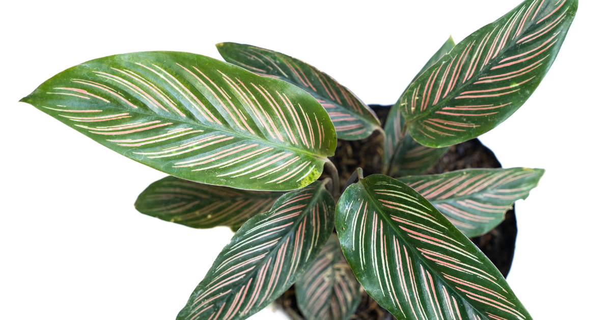 Calathea Ornata.png