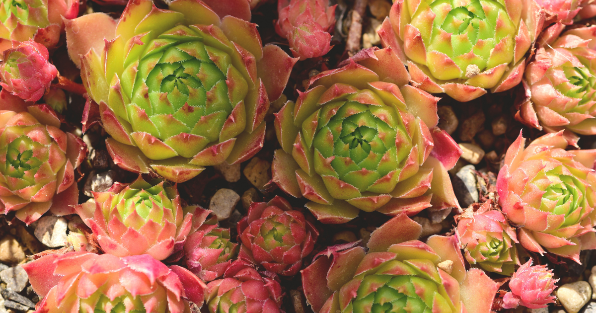 Sempervivum.png