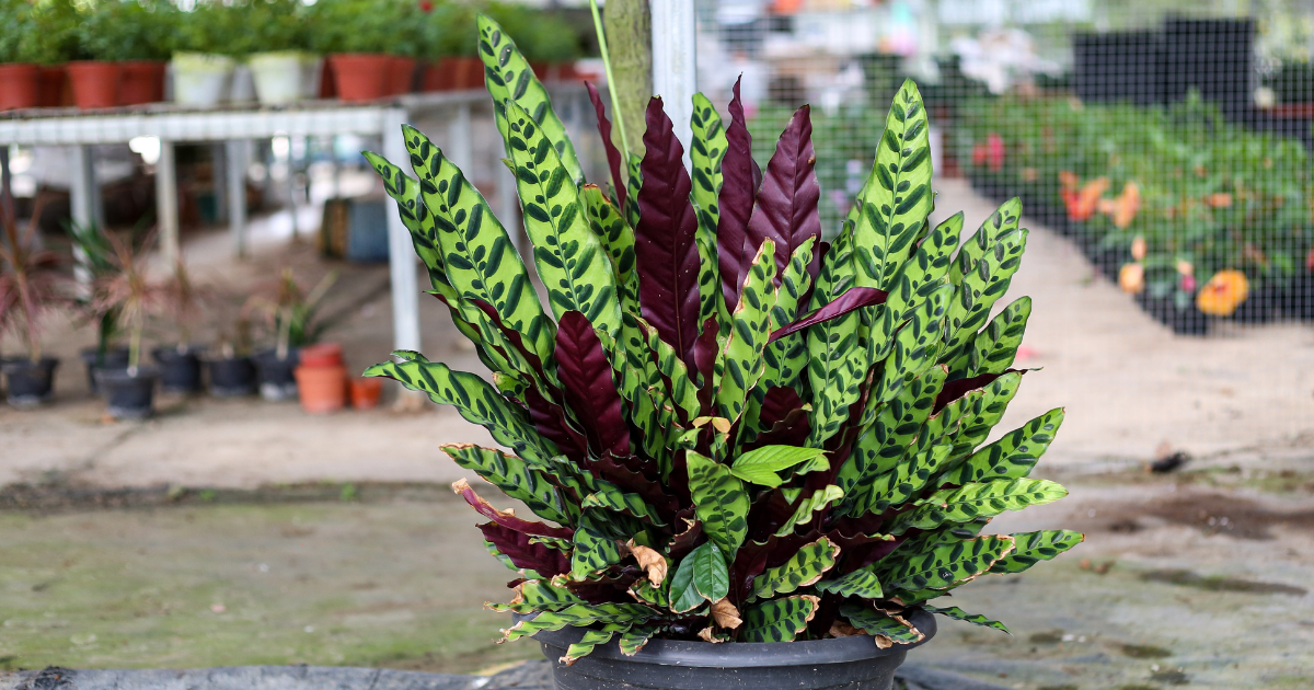 Calathea Lancifolia.png