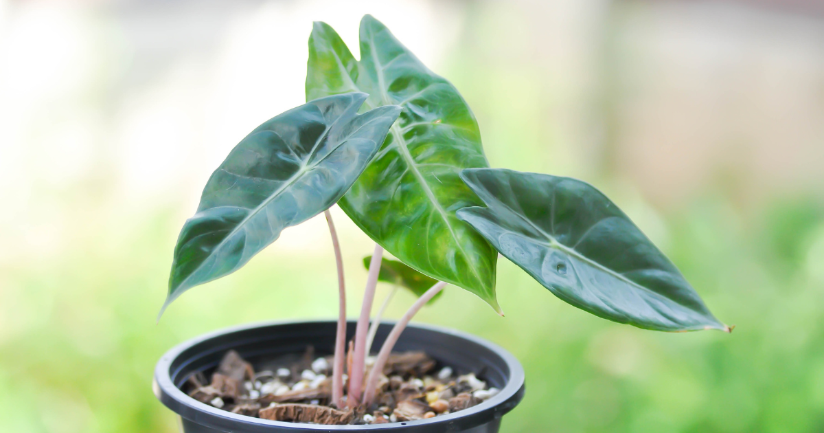 Alocasia propagation (1).png