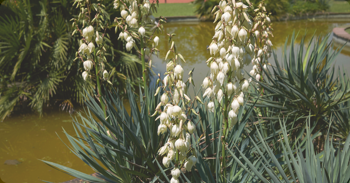 yucca aloifolia.png