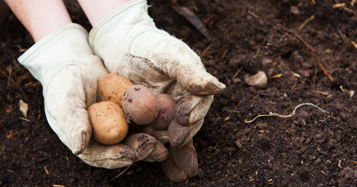 Potatoes.png