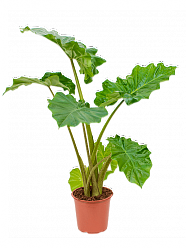 Alocasia Portodora